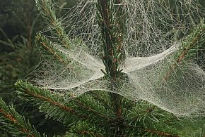 Kupujesz żywą choinkę na święta? Ten szczegół łatwo przeoczyć-32338