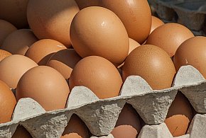 Salmonella wykryta w jajach! GIS wydał pilne ostrzeżenie-32447