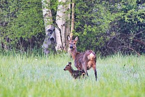 Trwa leśne baby boom. Nieświadoma ingerencja może mieć poważne konsekwencje