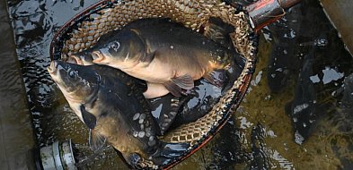 Raport: w tym roku karpie droższe o 22 proc., o tyle samo staniały suszone grzyby-32548