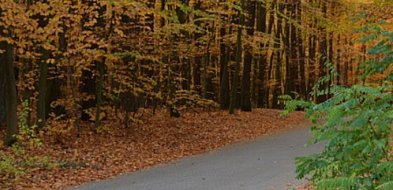 Sępólno Krajeńskie: Rewitalizacja lasku komunalnego jeszcze w tym roku