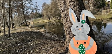 Uwaga! Zające przejmują gminę Krajenka!