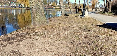 Łobżenica dba o lokalną zieleń. Ruszyła walka ze szkodnikami i zabezpieczanie drze