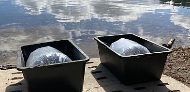 Jezioro Borowe zarybione. 100 tysięcy młodych siei trafiło do wody