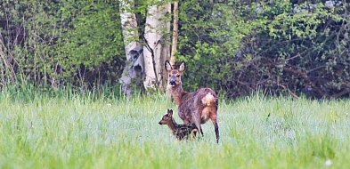 Trwa leśne baby boom. Nieświadoma ingerencja może mieć poważne konsekwencje