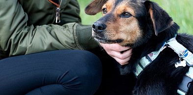 Zwierzęta zmieniają nasze życie na lepsze - Mars Polska wspiera programy adopcyjne