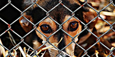 Kujawsko-pomorskie/ Zarzuty dla właścicielki pseudohodowli zwierząt