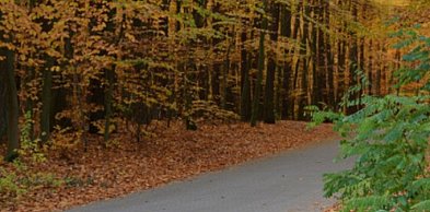 Sępólno Krajeńskie: Rewitalizacja lasku komunalnego jeszcze w tym roku