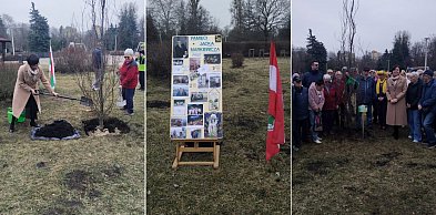 Piła: Jacek ma swoje drzewko