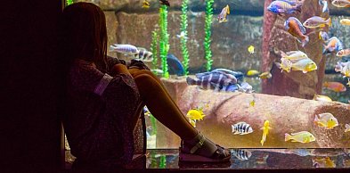 Pierwsze akwarium krok po kroku – Zobacz możliwości Molly Shop