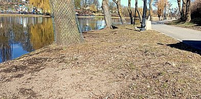 Łobżenica dba o lokalną zieleń. Ruszyła walka ze szkodnikami i zabezpieczanie drze