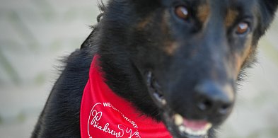 Piła: Niko został honorowym dawcą krwi-30993