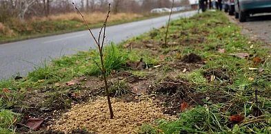 Sępólno Krajeńskie: Akcja sadzenia miododajnych lip-31808