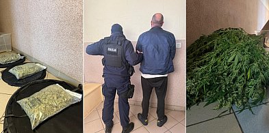 Debrzno: Nielegalna uprawa konopi zlikwidowana przez człuchowskich policjantów-31935