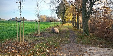 Gmina Łobżenica: Nowe lipy w Ratajach dzięki dotacji Województwa Wielkopolskiego-32043