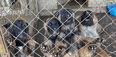 Powiat Nakielski: Policjanci zatrzymali dwóch mężczyzn podejrzanych o znęcanie się