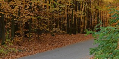 Sępólno Krajeńskie: Rewitalizacja lasku komunalnego jeszcze w tym roku