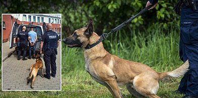 Człuchów: Policyjny pies Kofi w akcji! Poszukiwany 44-latek wpadł podczas spaceru