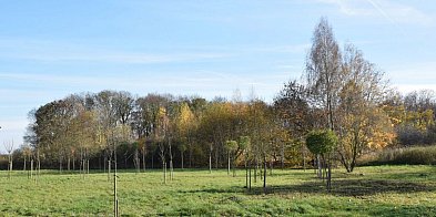 Nowa zielona enklawa przyjazna owadom w Gminie Szydłowo-32067
