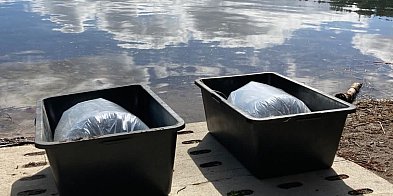 Jezioro Borowe zarybione. 100 tysięcy młodych siei traf