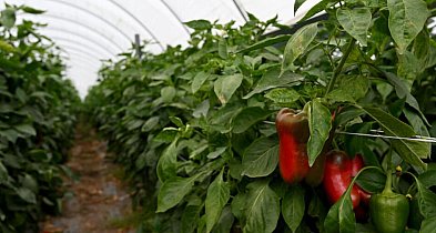 Producent papryki: najgorszy sezon od pięciu lat, nie ma chętnych do skupu papryki-30872