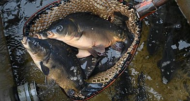 Raport: w tym roku karpie droższe o 22 proc., o tyle samo staniały suszone grzyby-32548