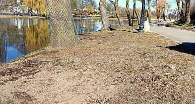 Łobżenica dba o lokalną zieleń. Ruszyła walka ze szkodnikami i zabezpieczanie drze