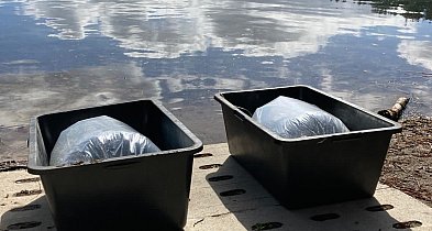 Jezioro Borowe zarybione. 100 tysięcy młodych siei trafiło do wody