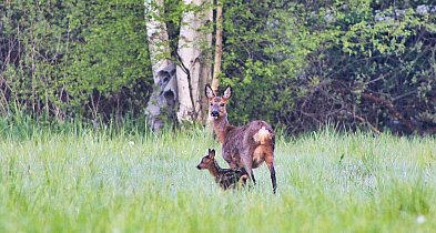Trwa leśne baby boom. Nieświadoma ingerencja może mieć poważne konsekwencje