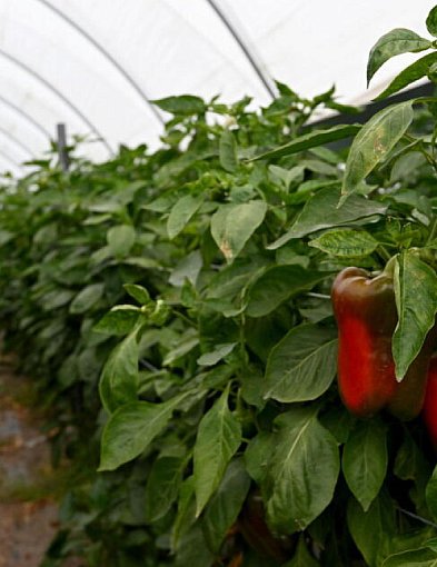 Producent papryki: najgorszy sezon od pięciu lat, nie ma chętnych do skupu papryki-30872