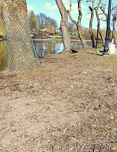 Łobżenica dba o lokalną zieleń. Ruszyła walka ze szkodnikami i zabezpieczanie drze