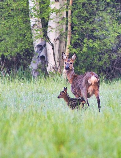 Trwa leśne baby boom. Nieświadoma ingerencja może mieć poważne konsekwencje