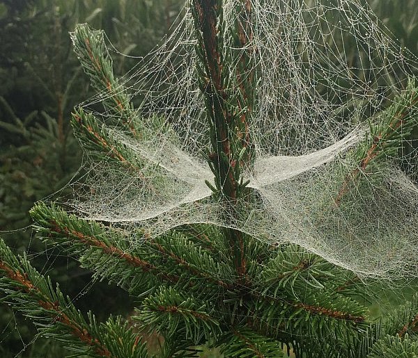 Kupujesz żywą choinkę na święta? Ten szczegół łatwo przeoczyć-32338