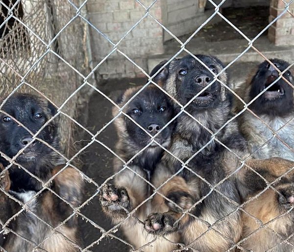 Powiat Nakielski: Policjanci zatrzymali dwóch mężczyzn podejrzanych o znęcanie się