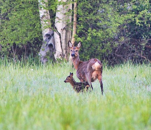 Trwa leśne baby boom. Nieświadoma ingerencja może mieć poważne konsekwencje