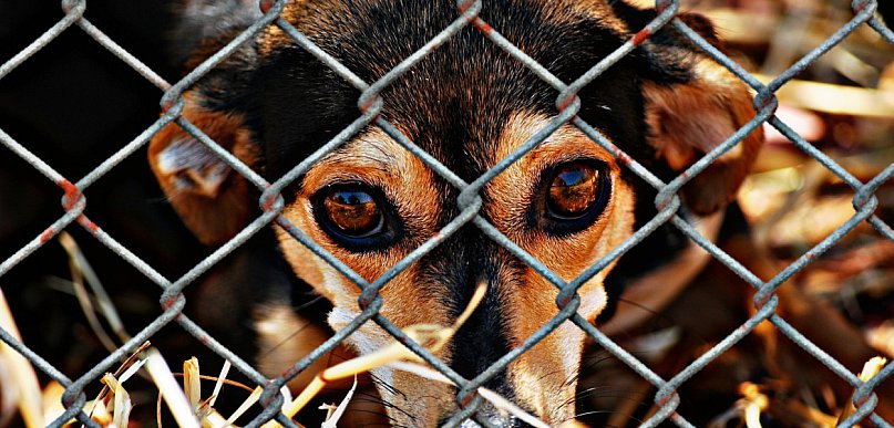 Kujawsko-pomorskie/ Kontrole w schroniskach dla zwierząt; pilne zalecenia dla przy