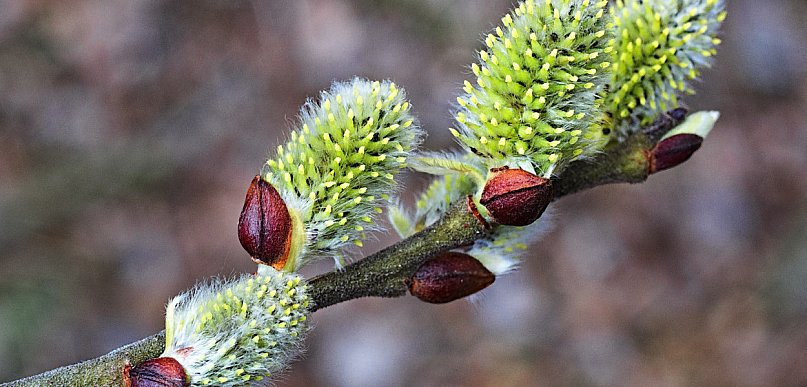 W niedzielę wielkanocną do 21 st. C z możliwym burzami; w lany poniedziałek znaczn