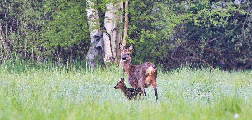 Trwa leśne baby boom. Nieświadoma ingerencja może mieć poważne konsekwencje