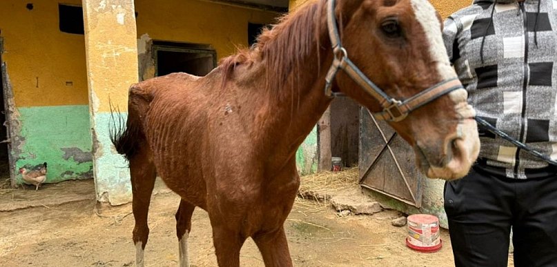 Wirtualna adopcja to coś więcej niż symboliczna pomoc. Jak naprawdę wygląda