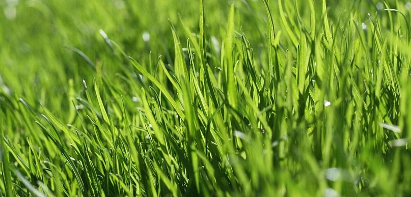 Wapnowanie trawnika krok po kroku – termin, dawka i najczęstsze błędy