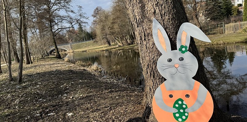 Uwaga! Zające przejmują gminę Krajenka!