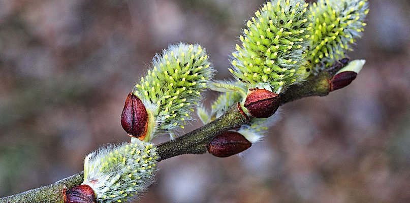 W niedzielę wielkanocną do 21 st. C z możliwym burzami; w lany poniedziałek znaczn
