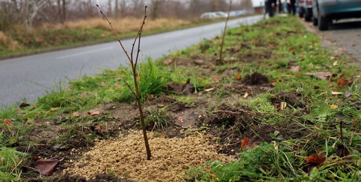 Sępólno Krajeńskie - Akcja sadzenia miododajnych lip - fot. Powiat Sępoleński