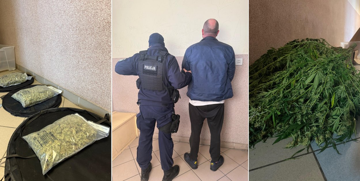 Debrzno - Nielegalna uprawa konopi zlikwidowana przez człuchowskich policjantów - fot. KPP Człuchów