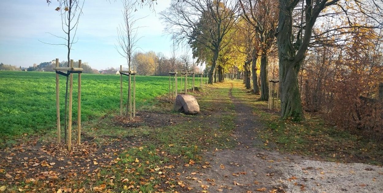 Gmina Łobżenica Nowe lipy w Ratajach dzięki dotacji Województwa Wielkopolskiego - fot. Gmina Łobżenica