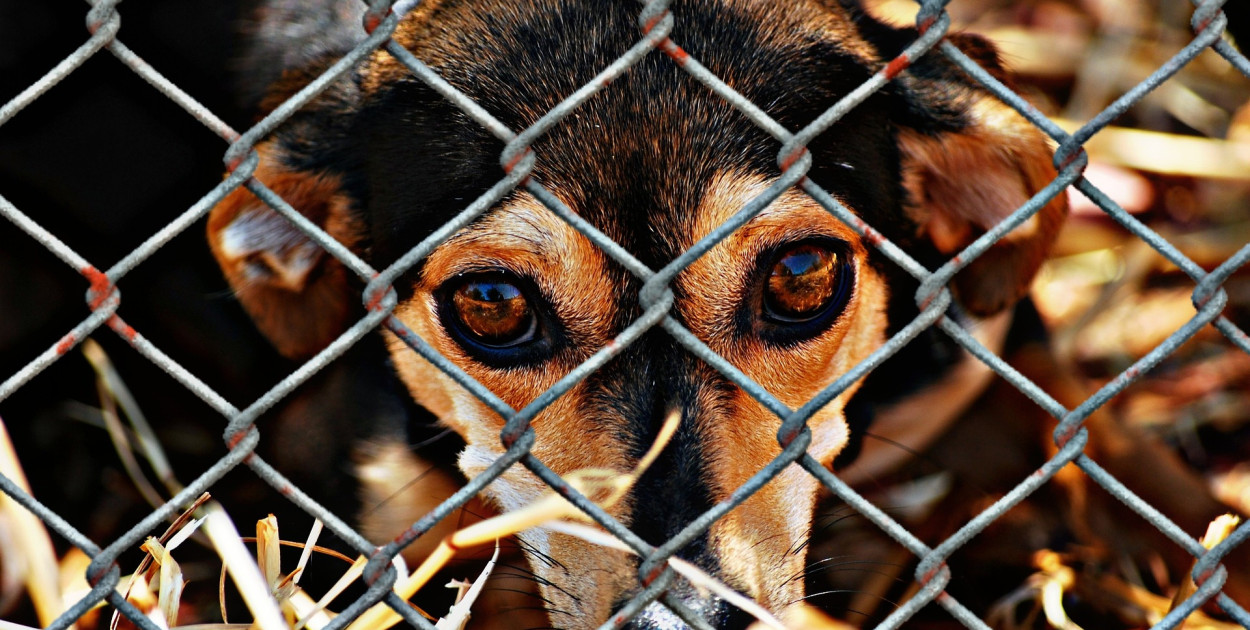 Kujawsko-pomorskie Kontrole w schroniskach dla zwierząt; pilne zalecenia dla przytułku w Ostrowitem - Obraz Alexa z Pixabay - zdjęcie poglądowe