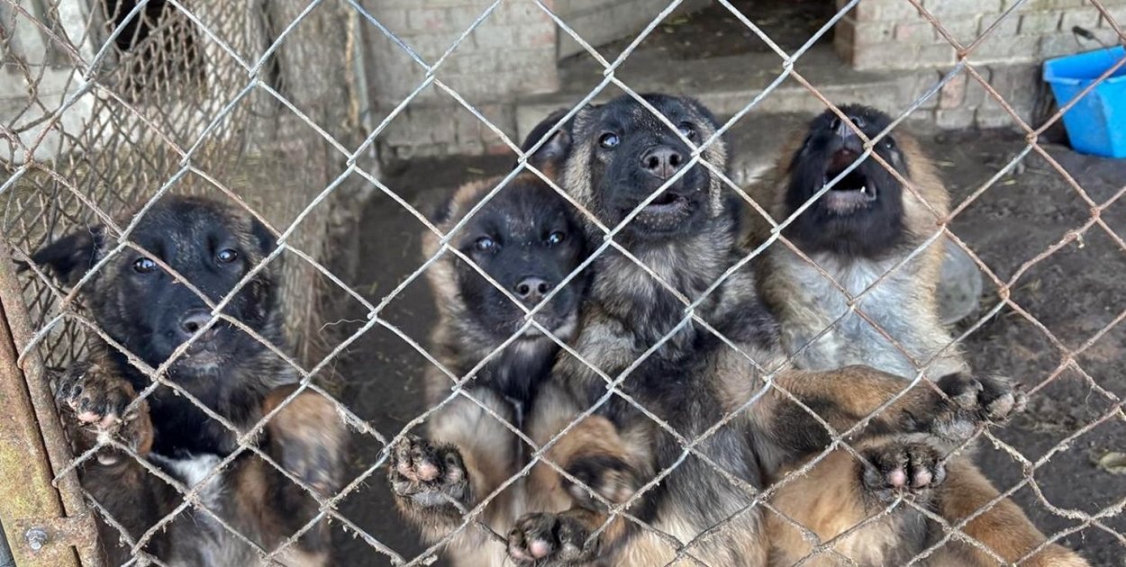 Powiat Nakielski: Policjanci zatrzymali dwóch mężczyzn podejrzanych o znęcanie się