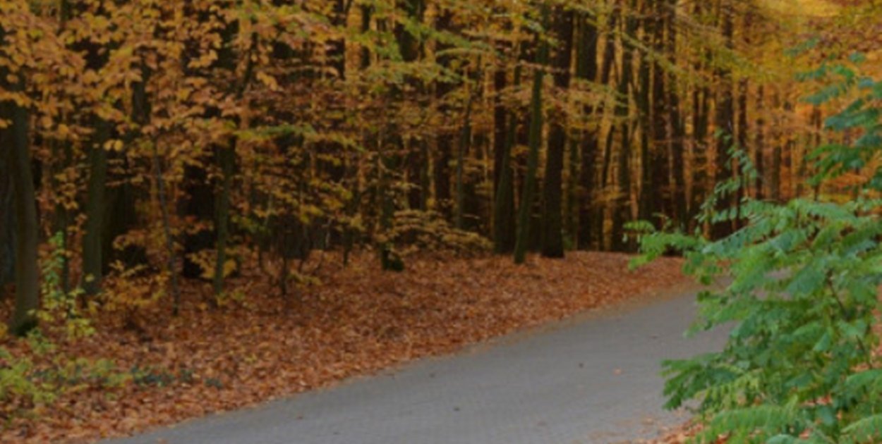 Sępólno Krajeńskie: Rewitalizacja lasku komunalnego jeszcze w tym roku