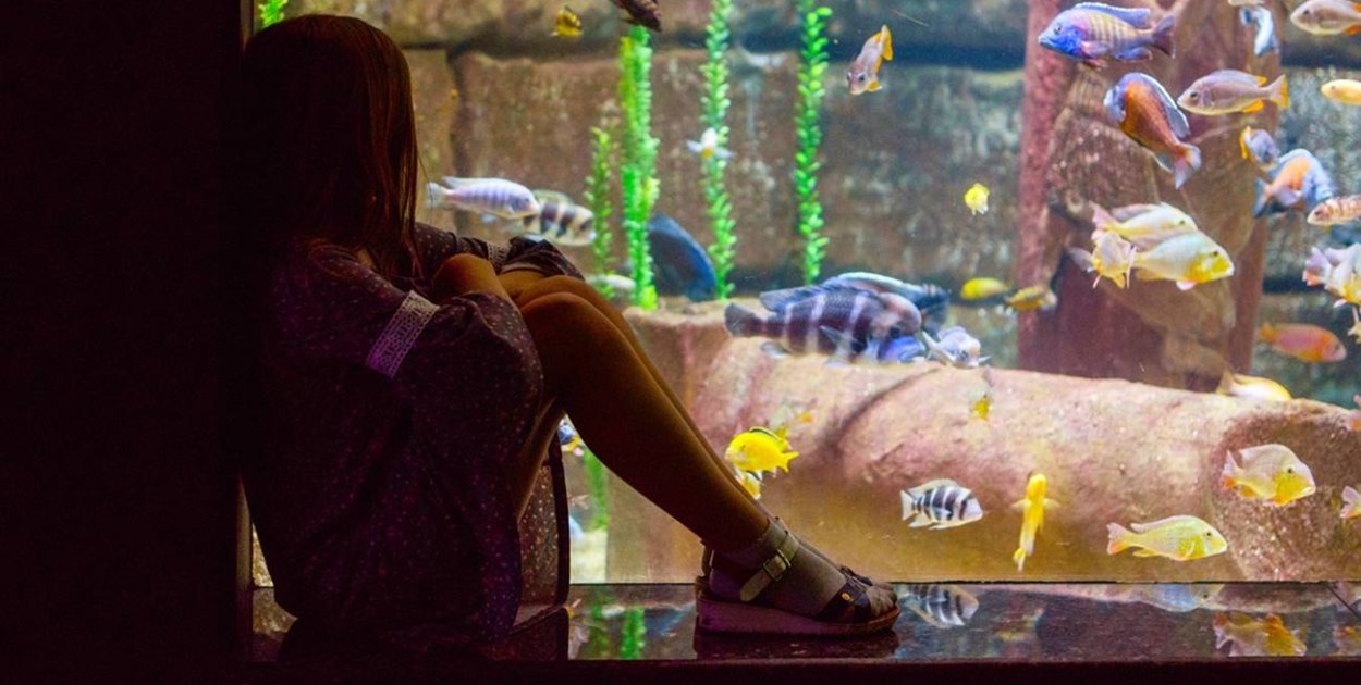 Pierwsze akwarium krok po kroku – Zobacz możliwości Molly Shop