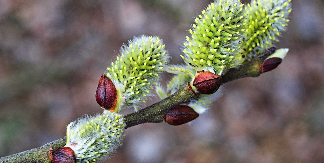 W niedzielę wielkanocną do 21 st. C z możliwym burzami; w lany poniedziałek znaczn
